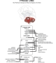 Brain Stem